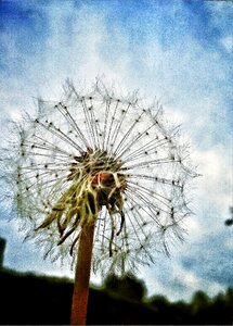 Dandelion nature flower
