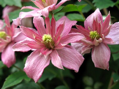 Montana clematis montana spring