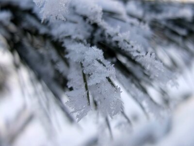 Snowy wintry winter magic photo