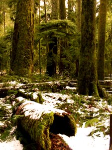 Wood holtfa moss