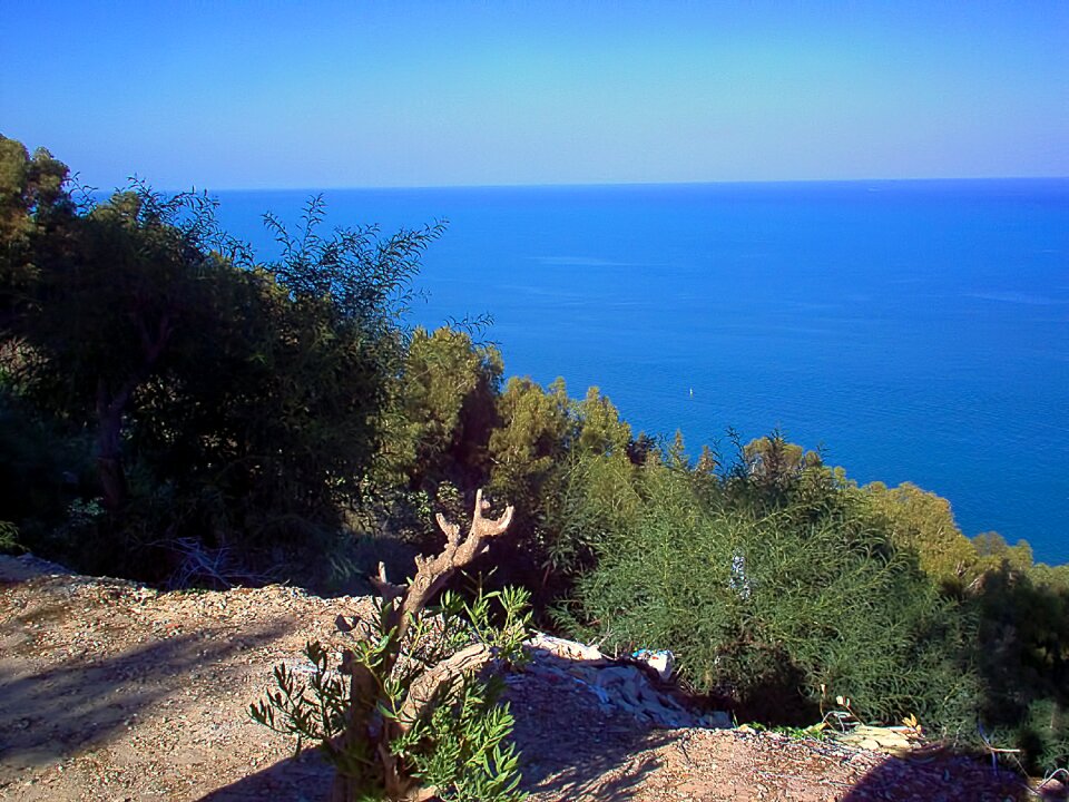 Shrubs sidi bou said tunisia