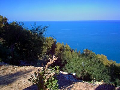 Shrubs sidi bou said tunisia