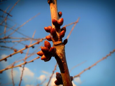 New growth sky clouds