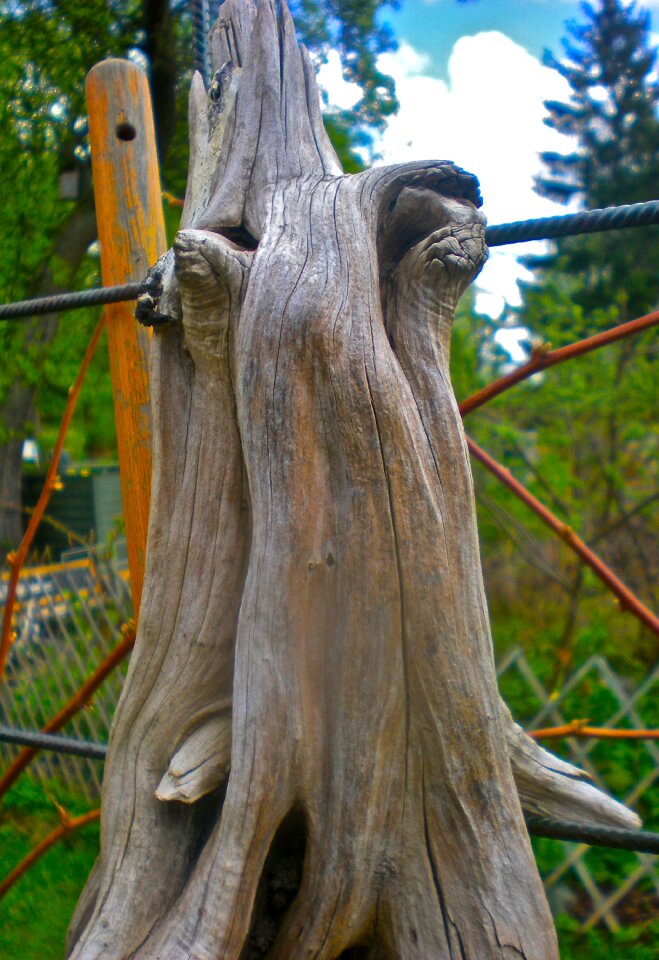 Natural art forest proboscis