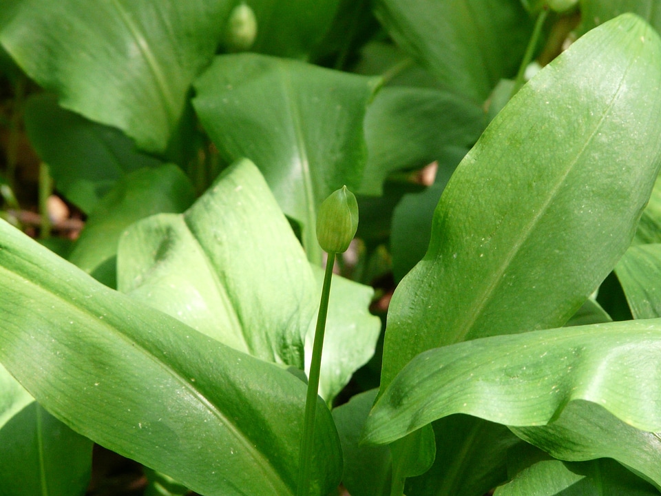 Plant bud allium ursinum