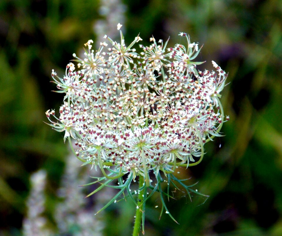 Flowers filigree roadside