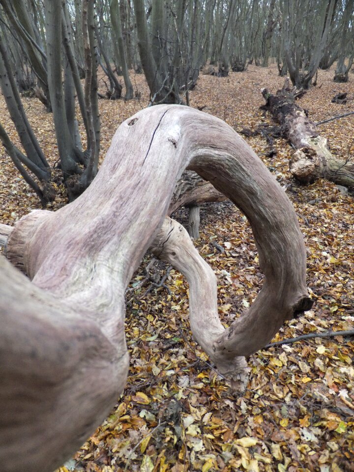 Outside trees branch
