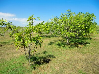 Dry tree landscape