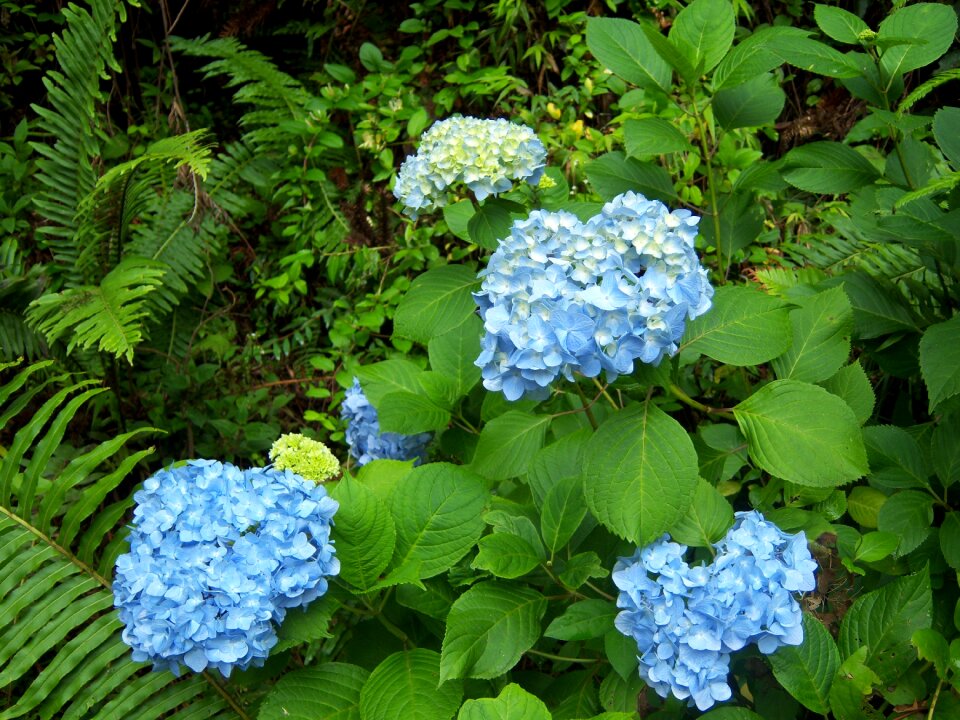 Blue campos do jordão garden