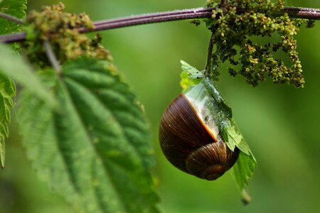 Mollusk slowly nature