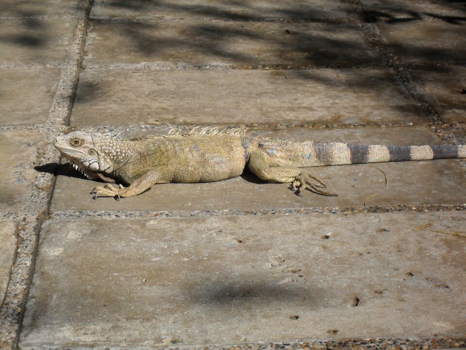 Iguana reptile animals