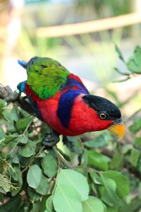Zoo bird nature