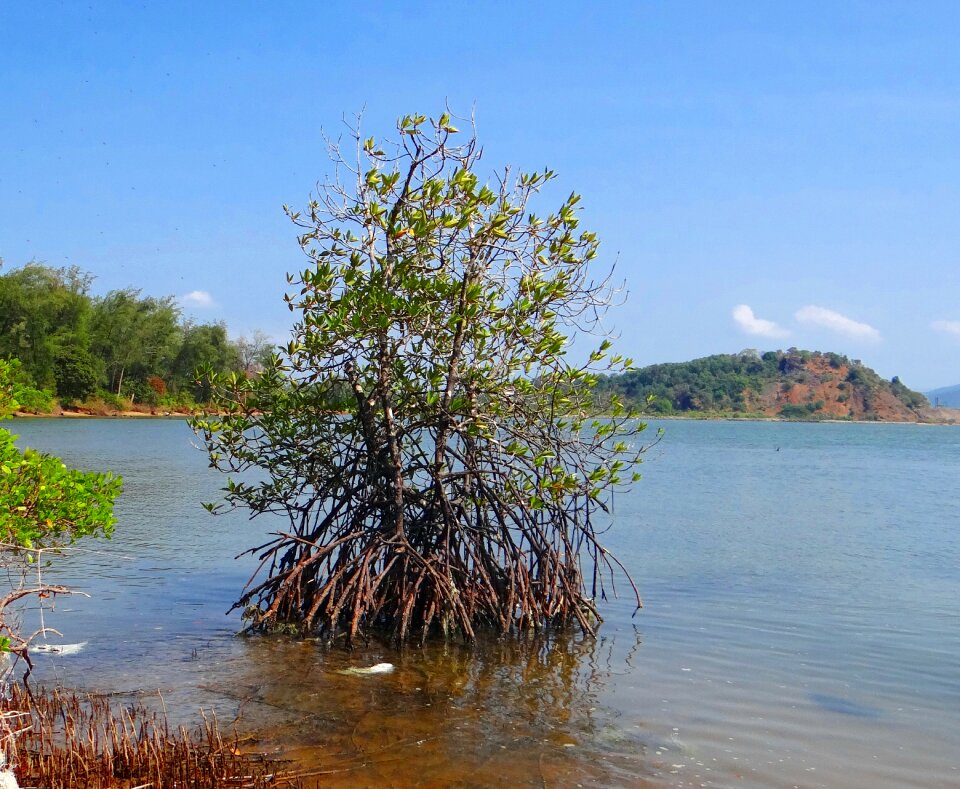 Arabian sea aerial roots india