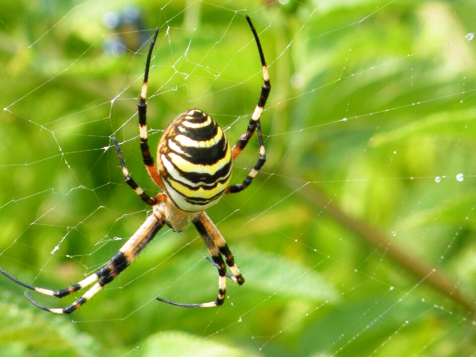 Nature animals spring