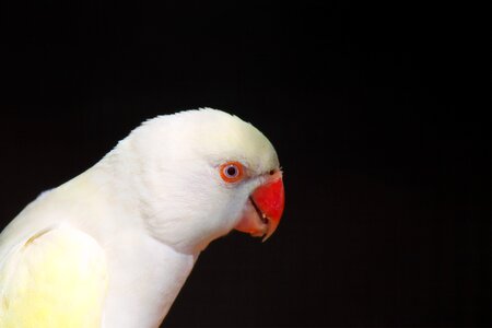 Wildlife animal wild