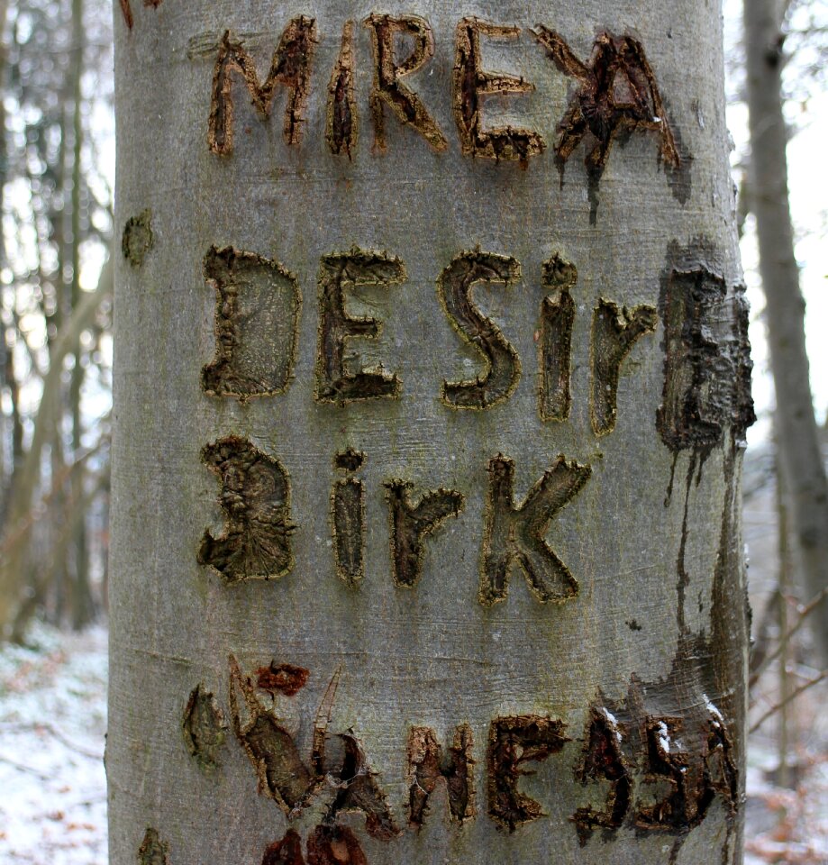 Symbol engraved eingeritzter tree