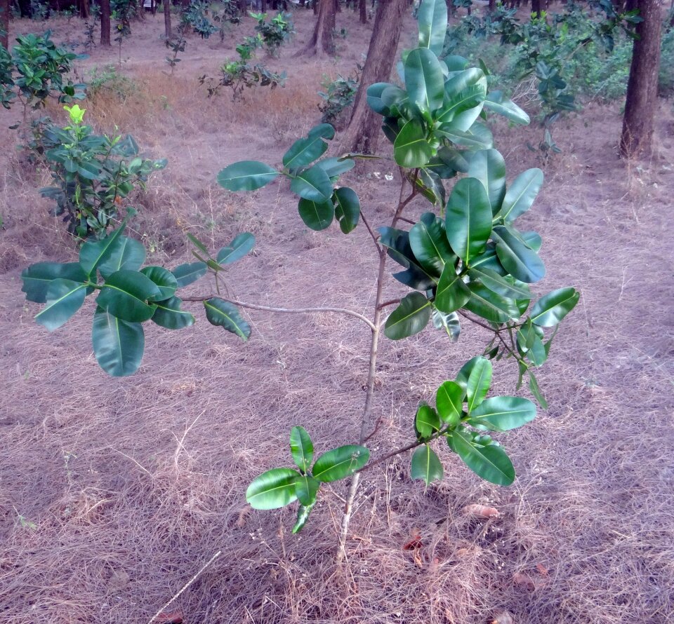 Nag champa punnaga calophyllum inophyllum