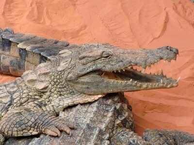 France close up animals