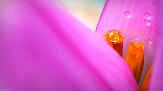 Garden leaf wallpaper