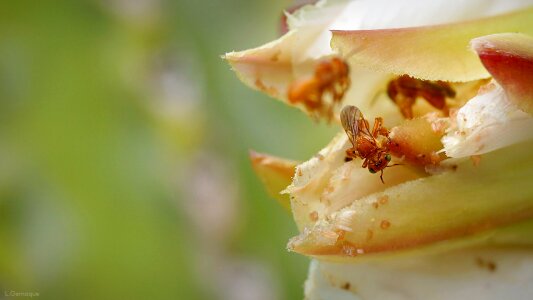Mandacarú flower garden bees