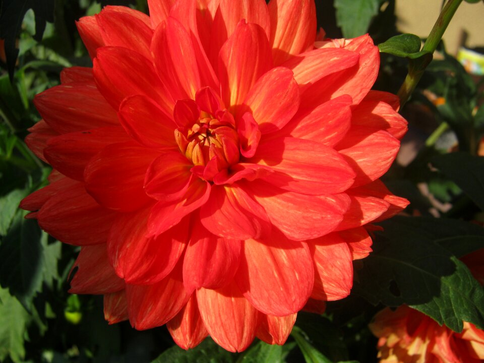 Red autumn flowers