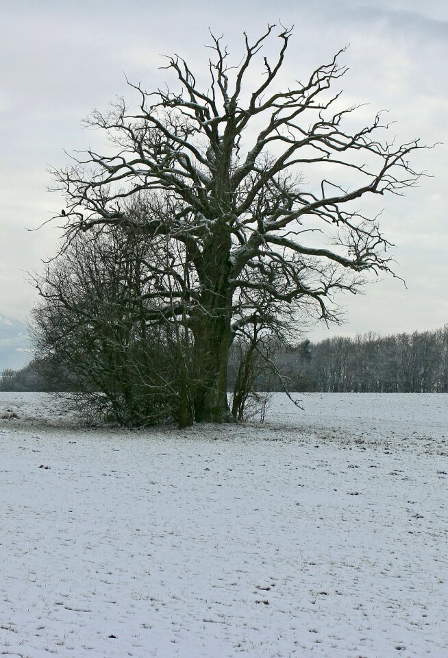 Silhouette tree individually
