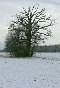 Silhouette tree individually