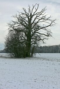 Silhouette tree individually photo