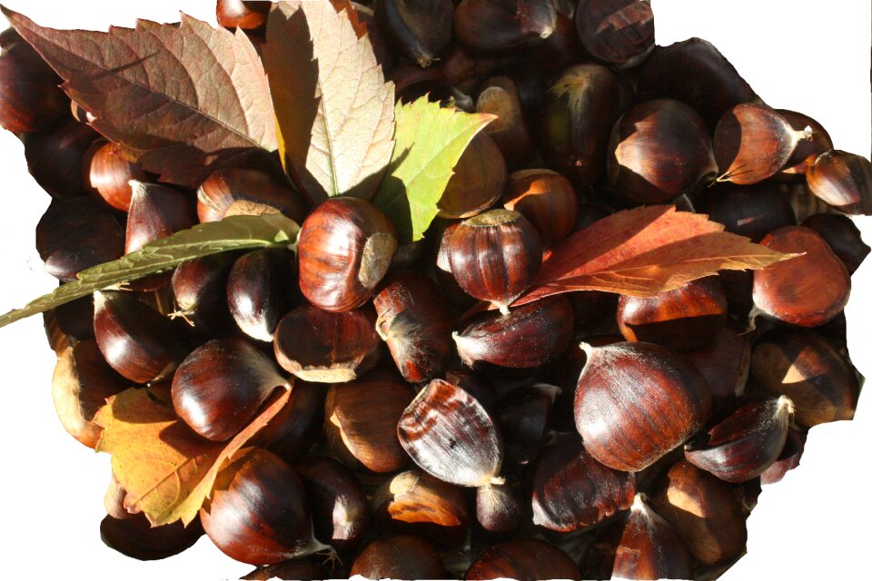Brown autumn decoration