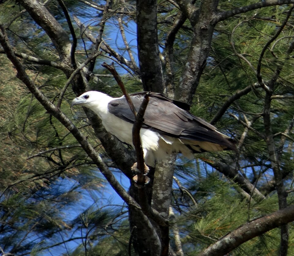 Bird bird of prey casuarina tree