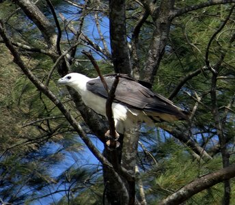 Bird bird of prey casuarina tree