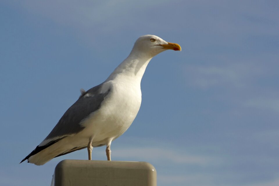 Lake water gulls