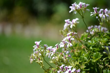 Plants plant potted plant photo