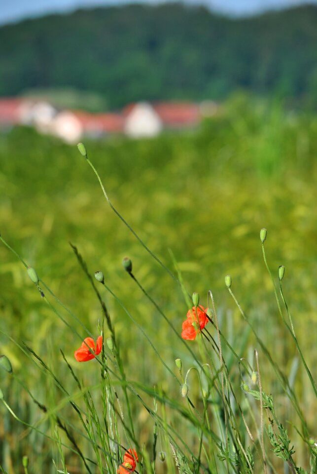 Nature red flowers
