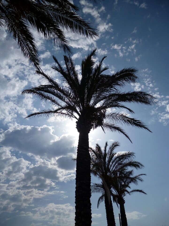 Mallorca palm trees sun