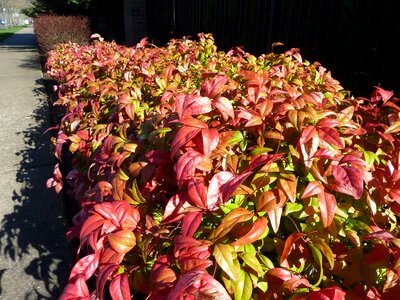 Plants beautiful hedges photo