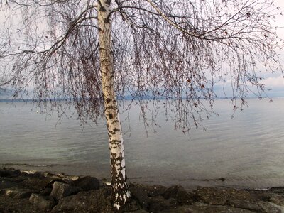 Winter stones water photo