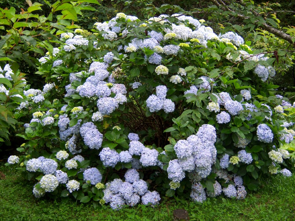 Hydrangeas flowers garden