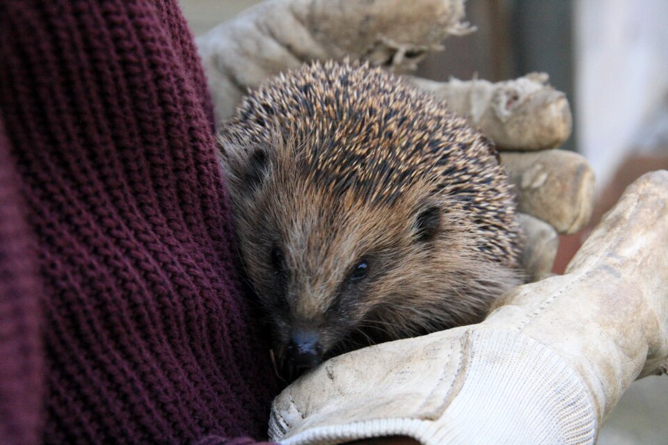 Spur prickly young hedgehog