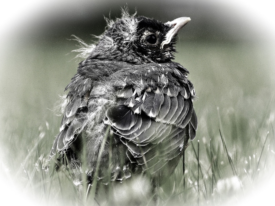 Nature focusing animal