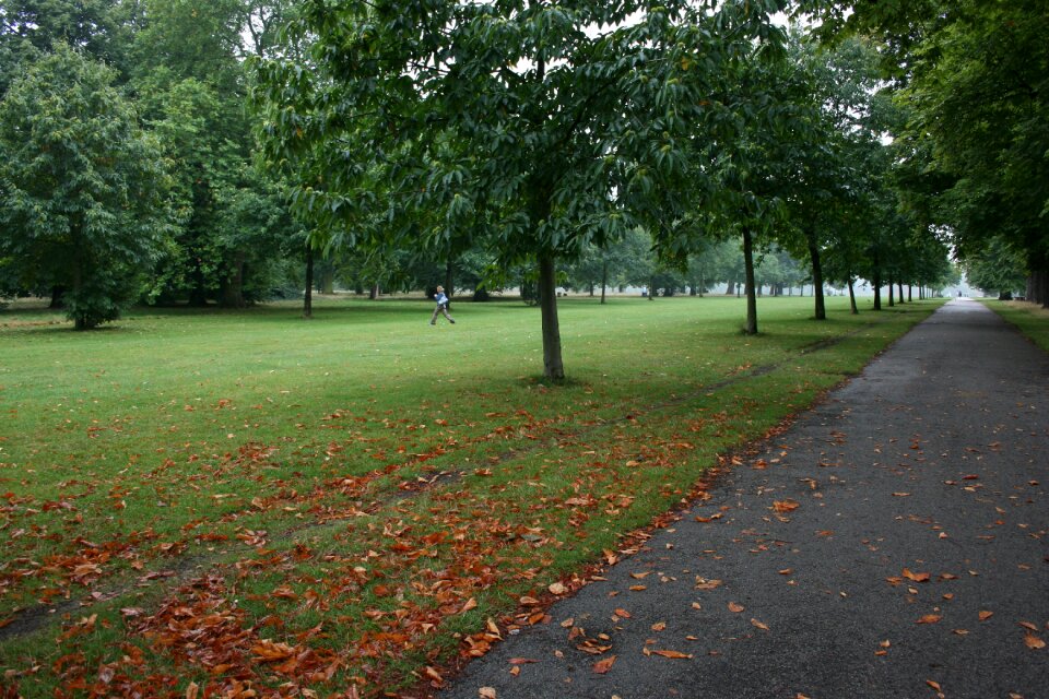 Reflection fallen leaves park