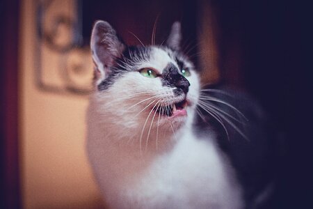 Tomcat fur fangs
