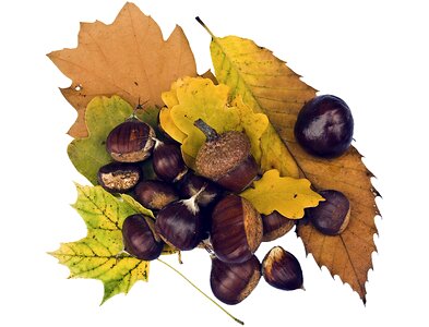 Brown autumn decoration photo