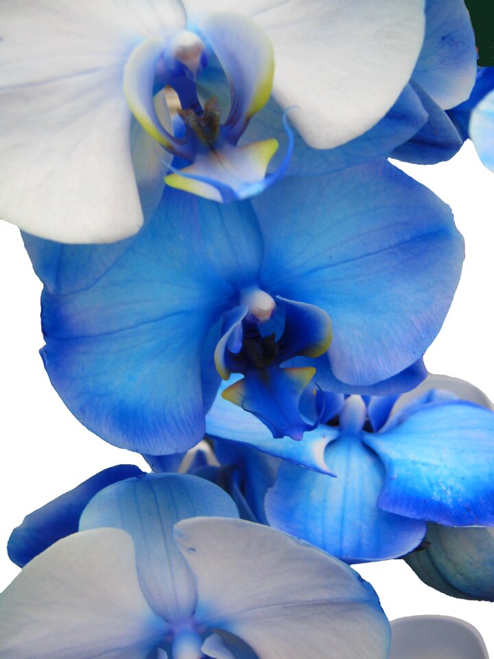 Tender orchidaceae phaleonopsis orchid like