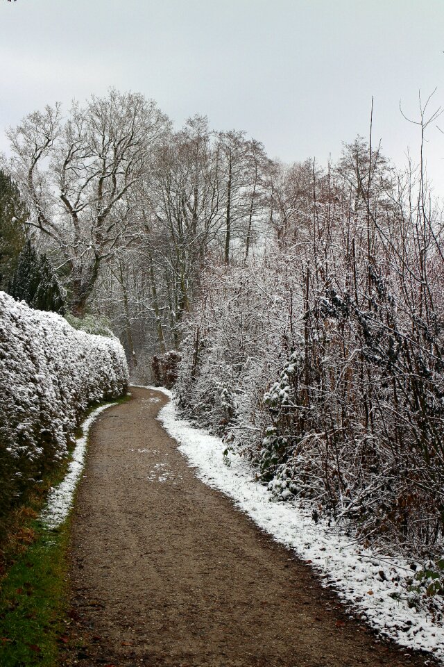 Trees winter mood snow