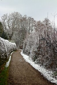 Trees winter mood snow