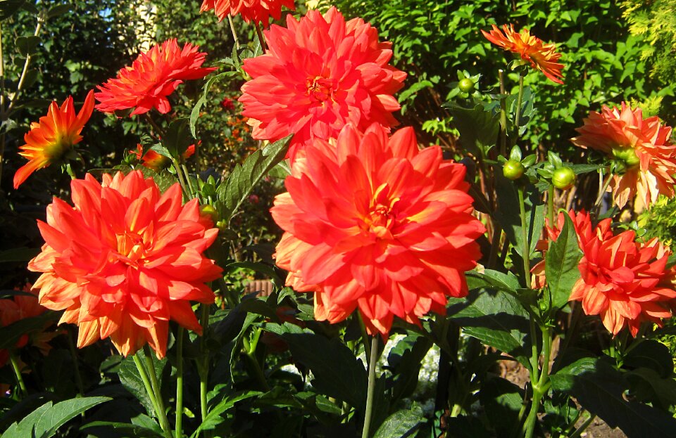 Dahlia flowers red