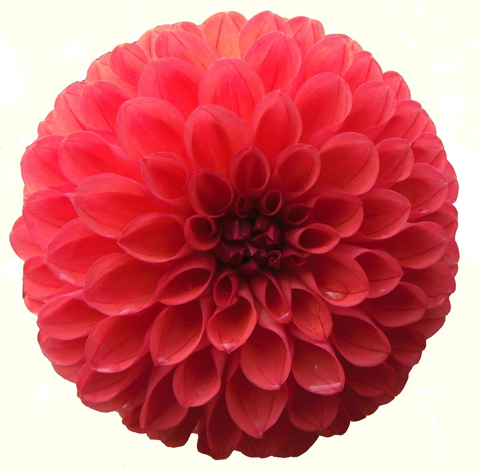 Isolated petal blooming