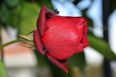 Nature macro pink