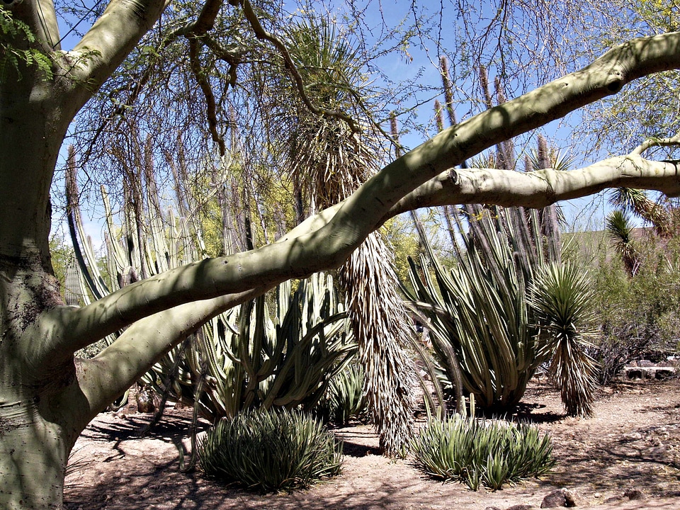 Plants trees nature